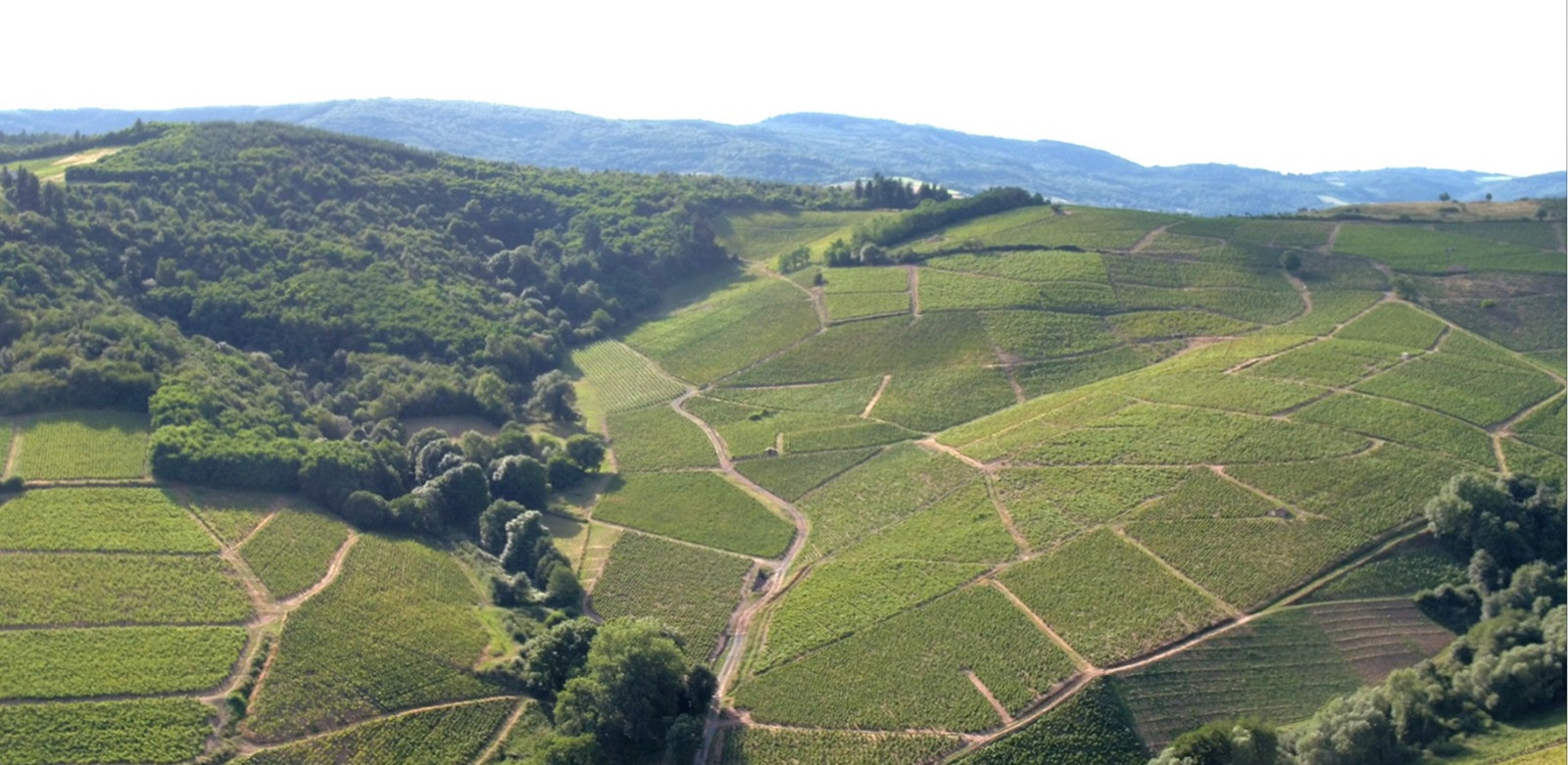 Le Domaine CHAPEL situé à Régnié Durette dans le Beaujolais