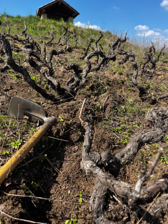 Jancis Robinson, Beaujolais - A wealth of old vines, by Natasha Hughes MW